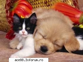 Va place forumul ? Da ? Nu ? Scrieti aici pareri.......... - pika - Scrieti aici comentarii referitoare la forum-ul nostru !